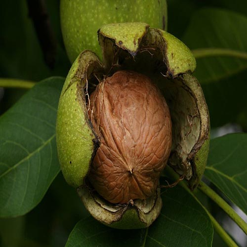 قیمت خرید انواع مغز گردو تویسرکان Walnuts supplier