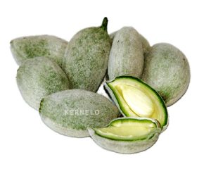 قیمت خرید بادام ایرانی مامایی سنگی در بازار عمده kernelo almond wholesale price mamra 