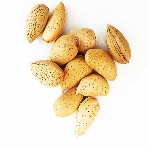 Kernelo nutskala Almond wholesale nuts bazaar mamraبادام سنگی عمده قیمت ناتس کالا کرنلو بازار