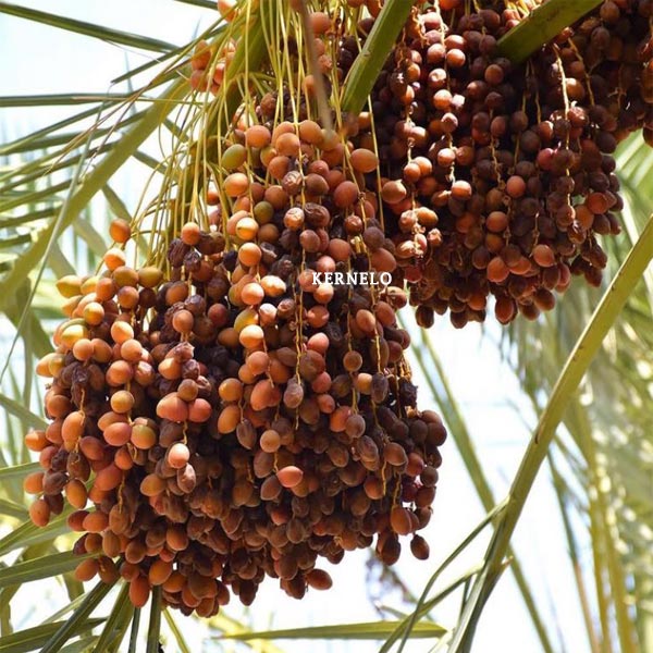 khassui dates Supplier
