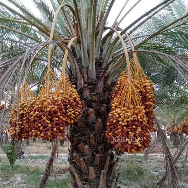Zahedi dates wholesale