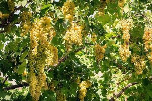 قیمت خرید کشمش سایه خشک ارگانیک طبیعی کرنلو ناتس کالا در بازار عمده خشکبار wholesale raisin price organic