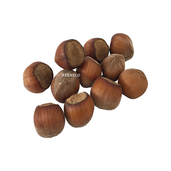 Raw Hazelnuts