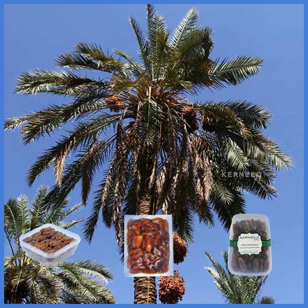 Shahani date wholesale