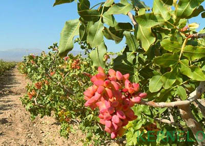 خرید پسته ممتاز کرنلو با قیمت عمده بازار خشکبار باغ پسته pistachio wholesale price