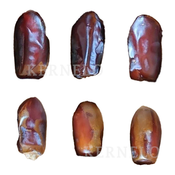 انواع کیفیت خرما سایر یا استعمران