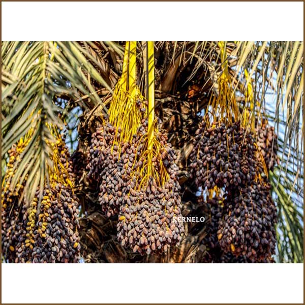 خرما سایر چیست