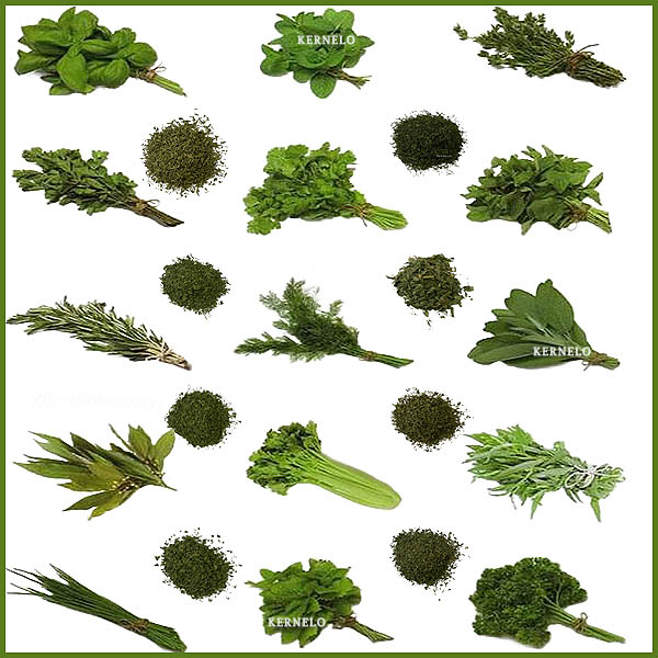 قیمت روز سبزی خشک عمده صادراتی شوید نعنا شنبلیله مرزه dried herbs price