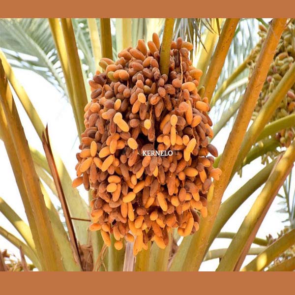 نخل خرما شاهانی عمده خمیر خرما کرنلو