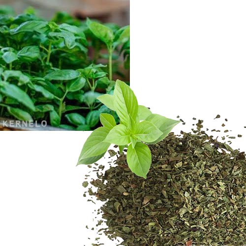 قیمت خرید ریحان خشک عمده در بازار سبزیجات dried basil wholesale price ریحون خانگی صادراتی