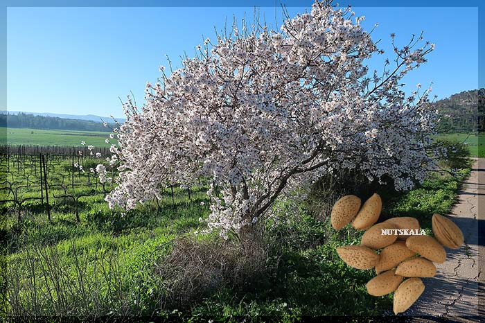 بادام مامایی خرید عمده mamra almond bulk price
