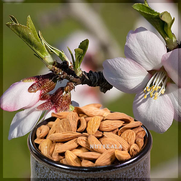 قیمت مغز بادام مامایی صادراتی Mamra almond kernel supplier