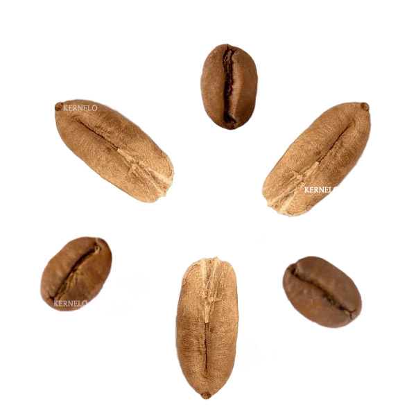 date seeds coffee powder bulk supplier