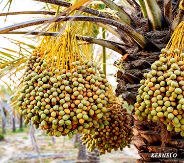 ajwa dates wholesale palm bulk price