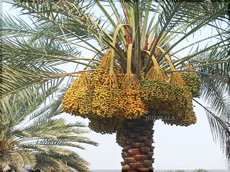 dates-wholesale-supplier-nutskala