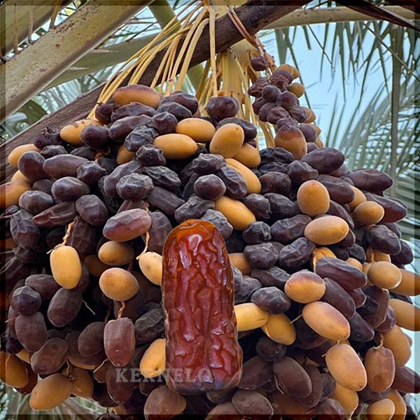 piarom dates health benefits wholesale