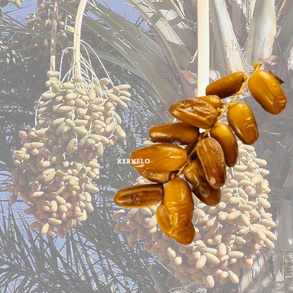 Deglet nour dates wholesale supplier