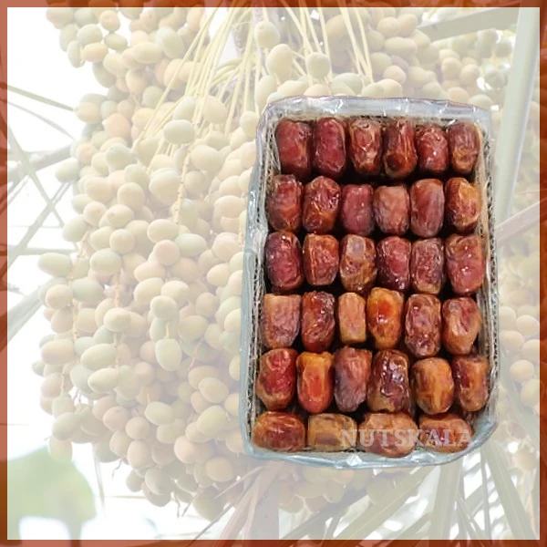 فروش خرما مرداسنگ عمده