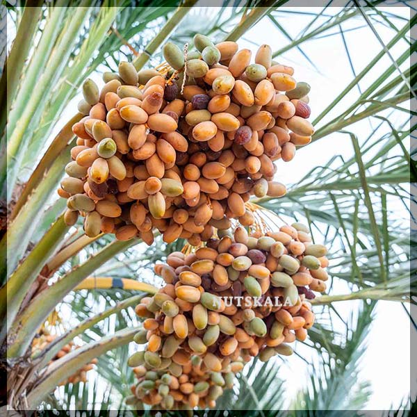 Medjool date wholesale