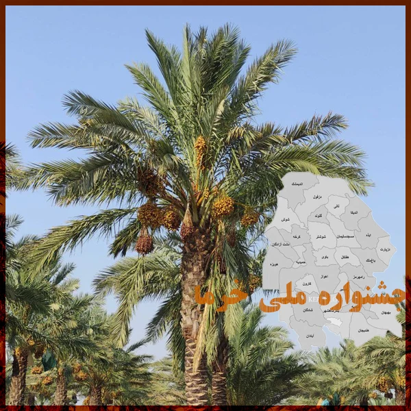 اخبار خرما جشنواره ملی خرما سال 1404