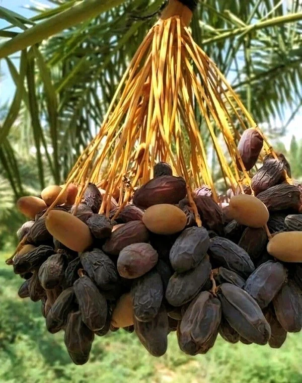 بازار محصولات خرما خشکبار ناتس کالا