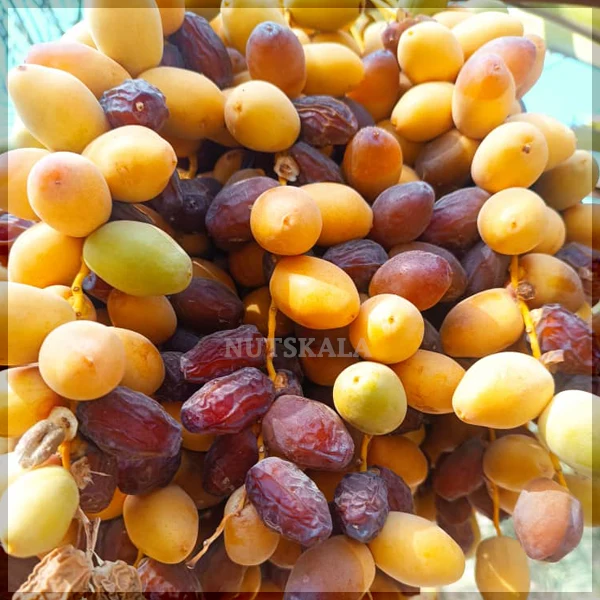 خرید فروش خرما بریمی عمده