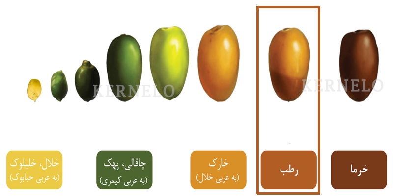 رطب چیست