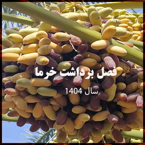 اخبار روز فصل برداشت خرما 1404
