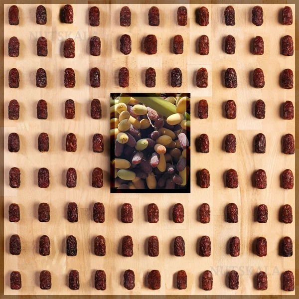 قیمت خرما پیارم 1404