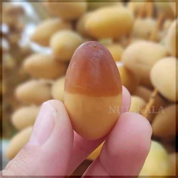 بازار محصولات خرما عمده بسته بندی با قیمت مناسب