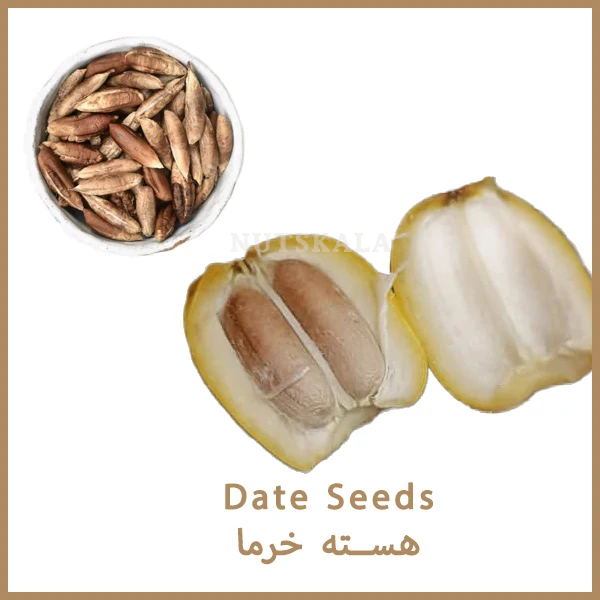 هسته خرما date seeds