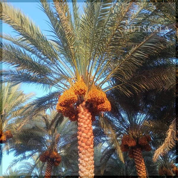 هسته خرما زاهدی date palm