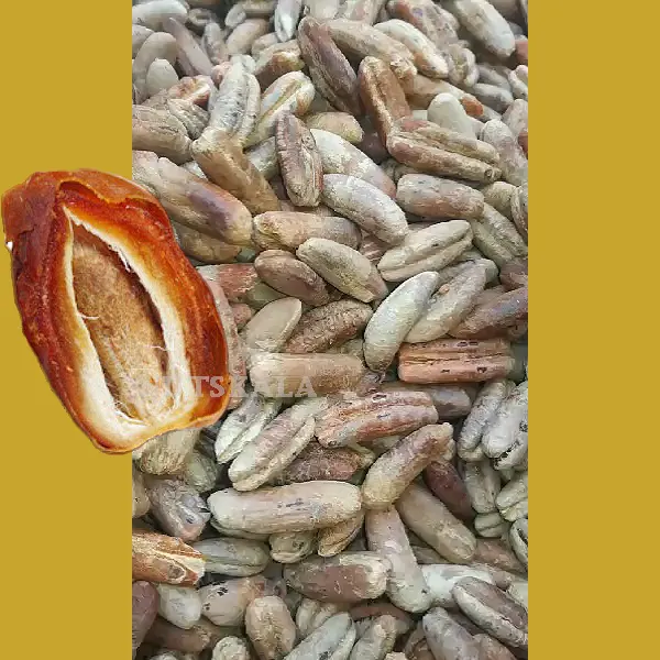 هسته خرما قیمت عمده