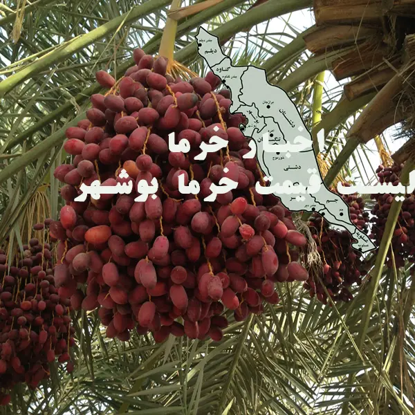 لیست قیمت امروز انواع خرما 1404