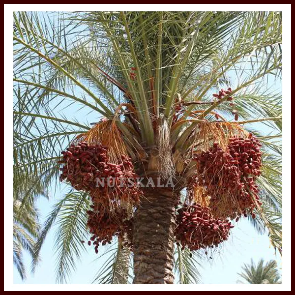 نخل خرما حاج باقری