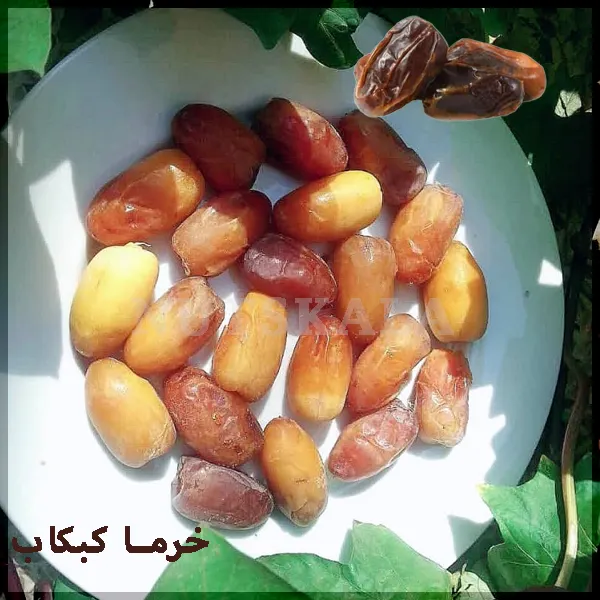 قیمت خرما کبکاب خرید فروش Kabkab dates