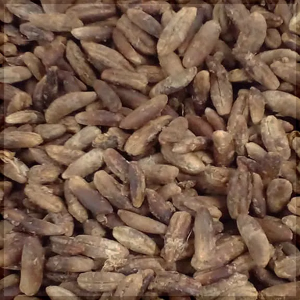 قیمت هسته خرما کیلوییdate pits supplier