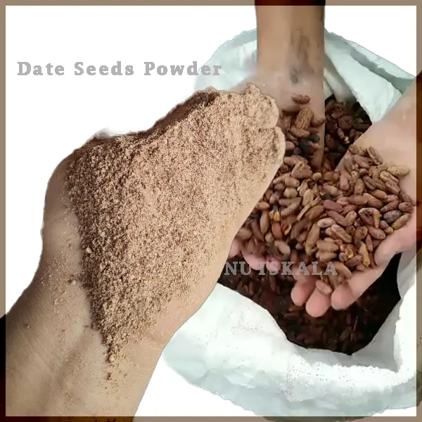 قیمت عمده پودر هسته خرما دامی date seeds powder for animal feeds